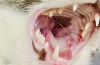 [🆕🇻🇳] Phòng khám thú cảnh & spa MyVet  🐶🦜 Top1Pets 🐱🐠 Giúp chủ khâu quần áo nhưng quen miệng ngậm luôn chiếc kim
Rất may là không bị nuốt vào trong!
, shares-0✔️ , likes-6❤️️ , date-2024-03-21 22:11:08🐶🐱🇻🇳🇻🇳🇻🇳📰🆕