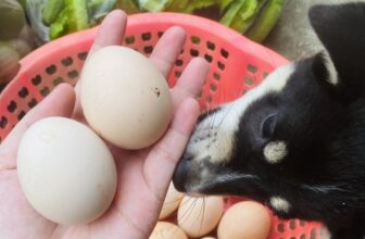 [🆕🇻🇳]  Siêu Thị Ăn Dặm Đà Nẵng – sieuthiandam.vn 🧑‍🧒❤️️👶⭐️ Nhà mình hướng đến sản phẩm siêu sạch , thả trồng tự nhiên thì ib ngay các Mom nhé . Dành nguyên 1 trang trại hữu cơ cho cả nhà Ăn Dặm Xanh đây ạ .
Hiện  , shares-1✔️ , likes-7❤️️ , date-2025-03-16 23:57:31🇻🇳🇻🇳🇻🇳📰🆕