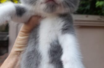 [🆕🇻🇳] Đậu Đỏ petshop 🐶🦜 Top1Pets 🐱🐠 Update mới nhất các bé có sẵn nhé cả nhà ơi
, shares-0✔️ , likes-10❤️️ , date-2024-08-10 03:33:35🐶🐱🇻🇳🇻🇳🇻🇳📰🆕