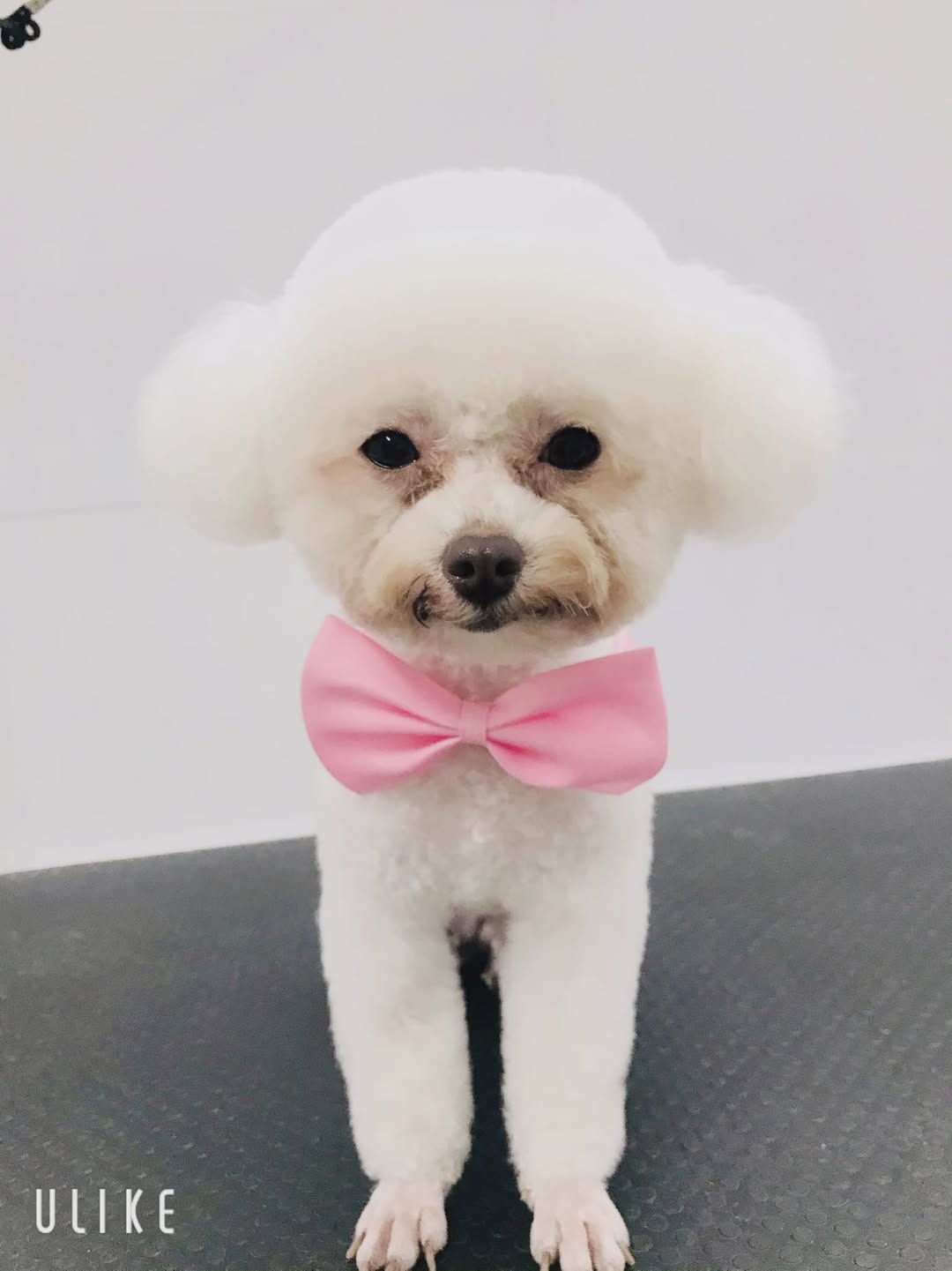 [🆕🇻🇳] QPet House – Thế giới phụ kiện và cắt tỉa dành cho thú cưng 🐶🦜 Top1Pets 🐱🐠 QPet sẽ bắt đầu phụ thu thêm 50k/bé với dịch vụ cắt tỉa từ ngày 4/2(25 AL) – 7/2(28AL). QPet sẽ làm đến hết ngày 7/2(28AL). QPet luôn khuyến khích khách hà , shares-0✔️ , likes-0❤️️ , date-2024-01-24 16:18:52🐶🐱🇻🇳🇻🇳🇻🇳📰🆕