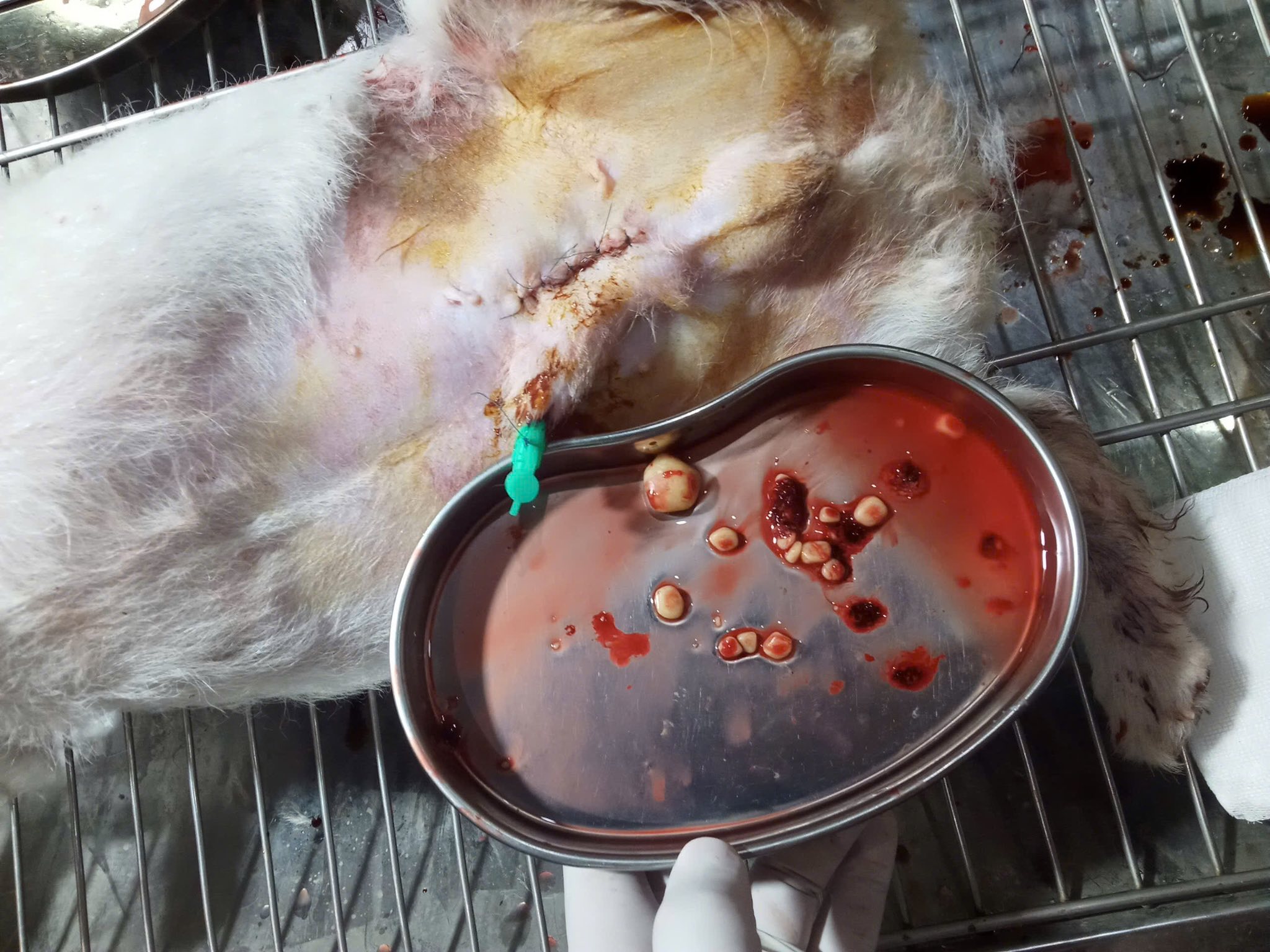 [🆕🇻🇳] Bệnh Viện Thú Y Tây Bắc 🐶🦜 Top1Pets 🐱🐠 Bạn cún đến với Bệnh viện thú y Tây Bắc với triêu chứng tiểu ra máu, tiểu dắt dài ngày, bàng quang căng.
Đã điều trị 1 liệu trình mà k đỡ nên chủ đã quyết , shares-0✔️ , likes-8❤️️ , date-2025-04-17 03:00:47🐶🐱🇻🇳🇻🇳🇻🇳📰🆕