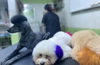 [🆕🇻🇳] Poppy Pet – Phụ kiện, Spa, Phòng Khám Thú Y Long Biên 🐶🦜 Top1Pets 🐱🐠 Các dân chơi phố bò chào cả nhà𝐓𝐑𝐔𝐍𝐆 𝐓Â𝐌 𝐂𝐇Ă𝐌 𝐒Ó𝐂 𝐓𝐇Ú 𝐂Ư𝐍𝐆 𝐏𝐎𝐏𝐏𝐘 𝐏𝐄𝐓 𝐋𝐎𝐍𝐆 𝐁𝐈Ê𝐍
Đị𝐚 𝐜𝐡ỉ: 𝐬ố 𝟔𝟏𝟑 𝐍𝐠𝐮𝐲ễ𝐧 𝐕ă𝐧 𝐋𝐢𝐧𝐡, 𝐒à𝐢 Đồ𝐧𝐠, 𝐋𝐨𝐧𝐠 𝐁𝐢ê𝐧, 𝐇à 𝐍ộ𝐢
𝐓𝐡ờ𝐢 𝐠𝐢𝐚𝐧 𝐥à , shares-0✔️ , likes-8❤️️ , date-2024-03-20 17:41:54🐶🐱🇻🇳🇻🇳🇻🇳📰🆕