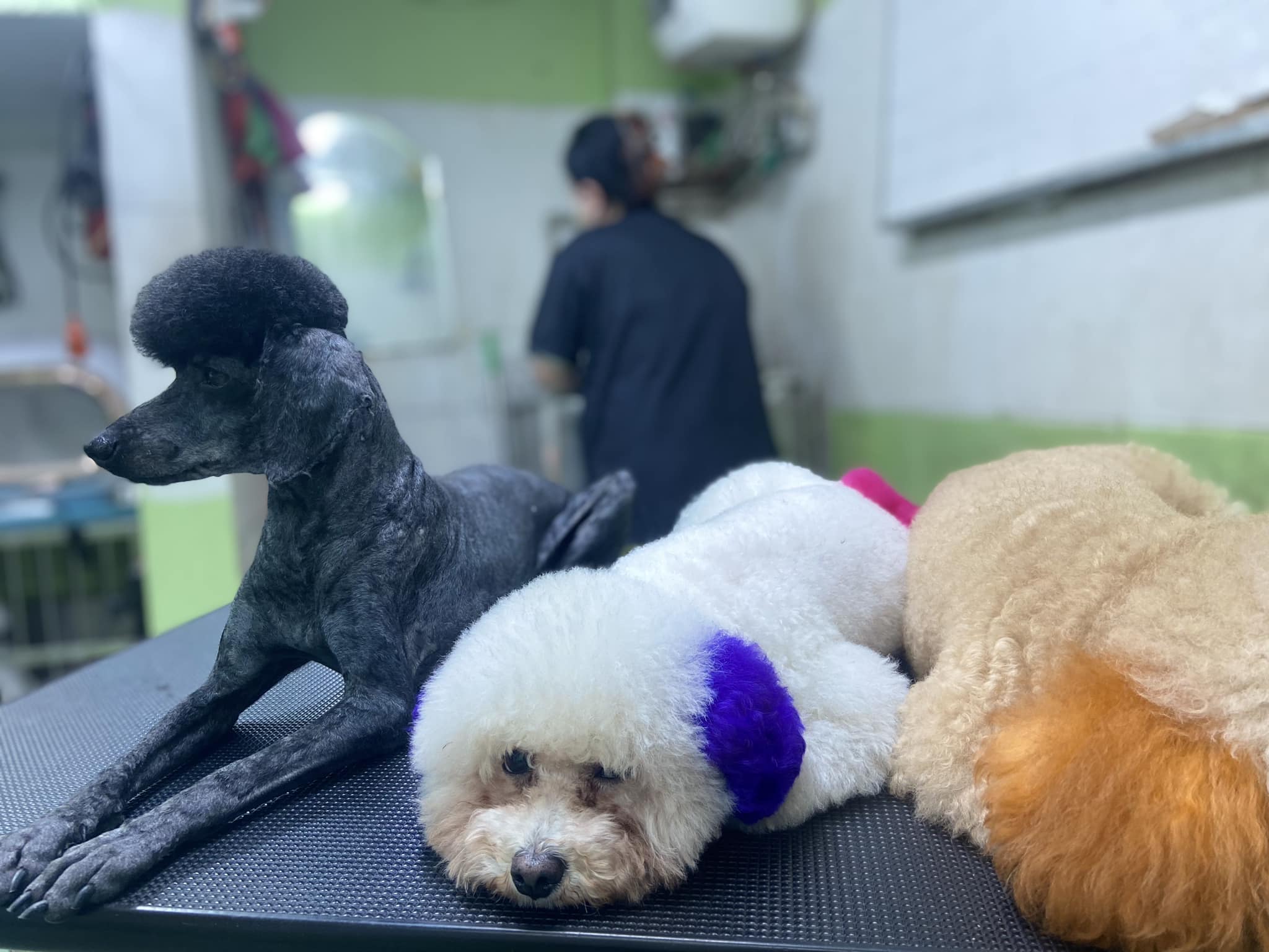 [🆕🇻🇳] Poppy Pet – Phụ kiện, Spa, Phòng Khám Thú Y Long Biên 🐶🦜 Top1Pets 🐱🐠 Các dân chơi phố bò chào cả nhà𝐓𝐑𝐔𝐍𝐆 𝐓Â𝐌 𝐂𝐇Ă𝐌 𝐒Ó𝐂 𝐓𝐇Ú 𝐂Ư𝐍𝐆 𝐏𝐎𝐏𝐏𝐘 𝐏𝐄𝐓 𝐋𝐎𝐍𝐆 𝐁𝐈Ê𝐍
Đị𝐚 𝐜𝐡ỉ: 𝐬ố 𝟔𝟏𝟑 𝐍𝐠𝐮𝐲ễ𝐧 𝐕ă𝐧 𝐋𝐢𝐧𝐡, 𝐒à𝐢 Đồ𝐧𝐠, 𝐋𝐨𝐧𝐠 𝐁𝐢ê𝐧, 𝐇à 𝐍ộ𝐢
𝐓𝐡ờ𝐢 𝐠𝐢𝐚𝐧 𝐥à , shares-0✔️ , likes-8❤️️ , date-2024-03-20 17:41:54🐶🐱🇻🇳🇻🇳🇻🇳📰🆕
