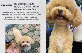 [🆕🇻🇳] Thương Thương Pet 🐶🦜 Top1Pets 🐱🐠 TÌM CHÓ LẠC
Khoảng 1h sáng ngày 1/1/2025, gia đình em bị lạc mất bạn cún (như hình) khu vực 405, Quang Trung – Hà Đông
– Đ𝐚̣̆𝐜 đ𝐢𝐞̂̉𝐦: bé đực, trước n.g.ự , shares-5✔️ , likes-154❤️️ , date-2025-01-04 22:18:23🐶🐱🇻🇳🇻🇳🇻🇳📰🆕
