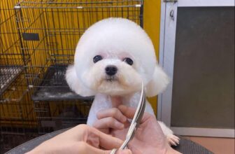 [🆕🇻🇳] TOM PET- Nơi thú cưng của bạn thích thú 🐶🦜 Top1Pets 🐱🐠 Yêu Nắm Cơ
, shares-0✔️ , likes-5❤️️ , date-2024-12-01 05:43:11🐶🐱🇻🇳🇻🇳🇻🇳📰🆕