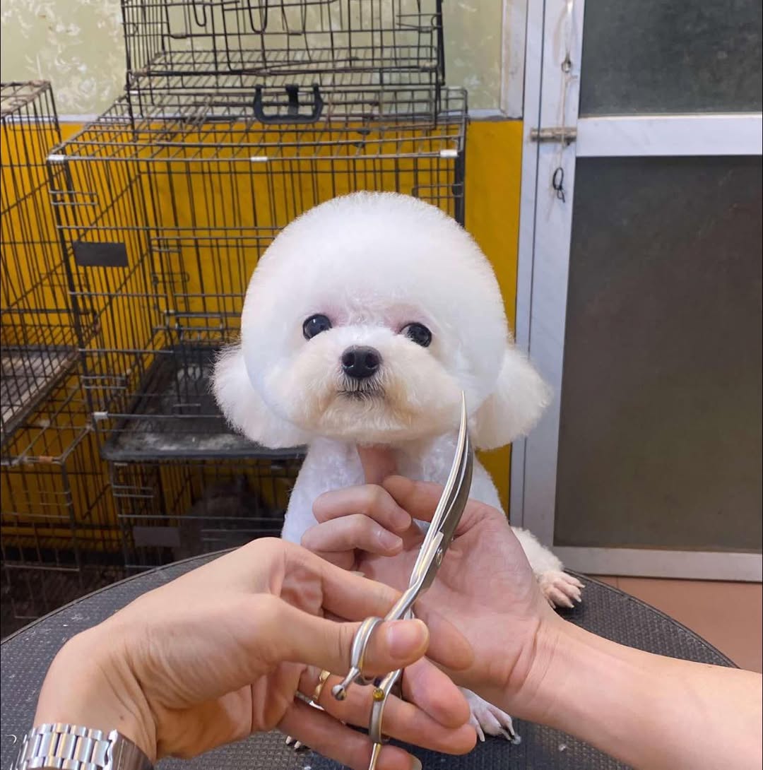 [🆕🇻🇳] Tô Giấy Phương Mai – Nhà Phân Phối tô, cốc giấy , nhựa đồ dùng 1 lần 🎨 Top1Designs ✨  In logo Tết trên tô giấy #1000ml màu trắng , shares-0✔️ , likes-2❤️️ , date-2024-12-01 16:23:18🇻🇳🇻🇳🇻🇳📰🆕