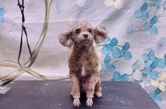 [🆕🇻🇳] Noobi Pet Shop 🐶🦜 Top1Pets 🐱🐠 Khách e cần tìm chủ mới cho 2 bé ạ
, shares-0✔️ , likes-10❤️️ , date-2024-09-15 21:30:11🐶🐱🇻🇳🇻🇳🇻🇳📰🆕