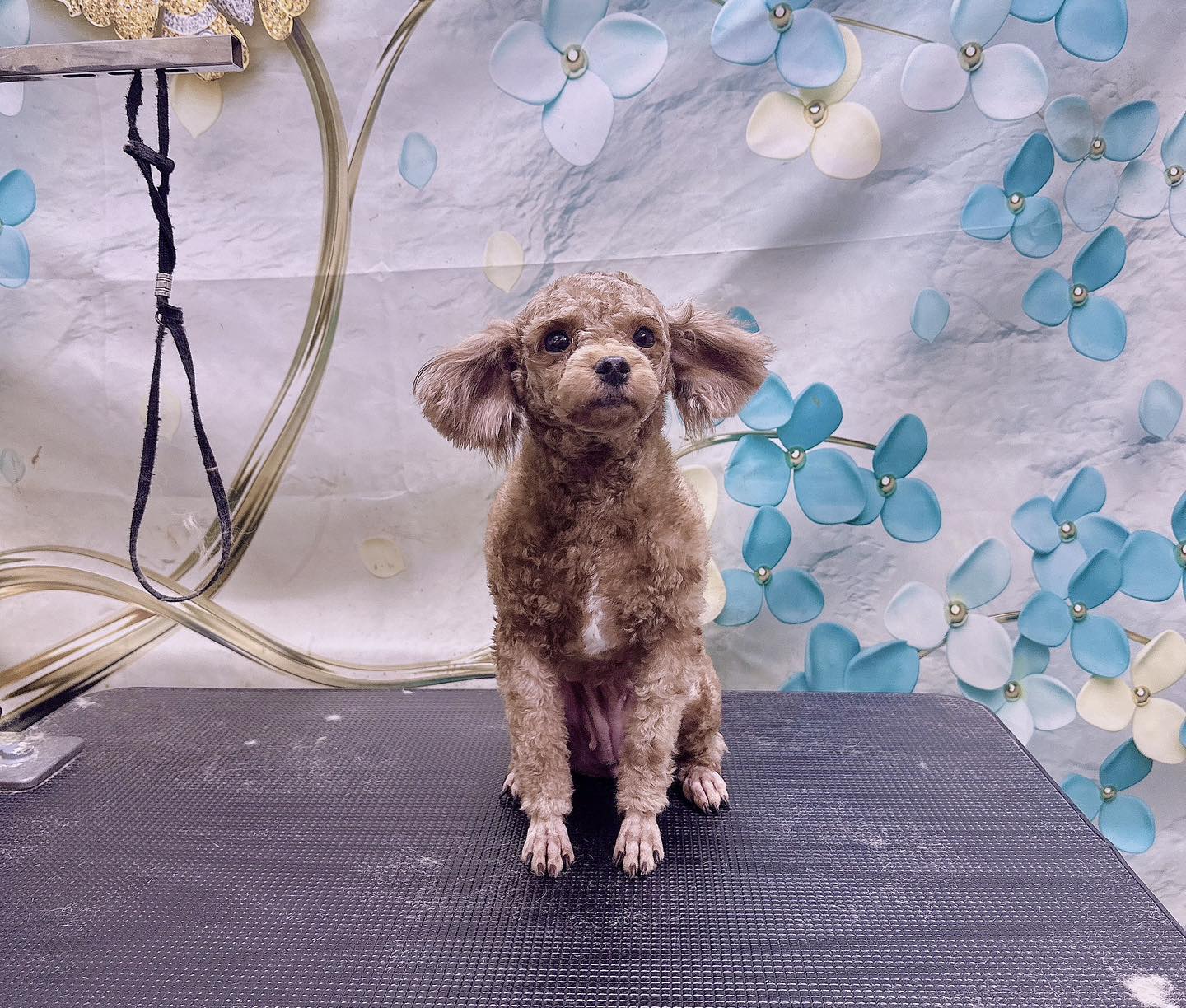 [🆕🇻🇳] Noobi Pet Shop 🐶🦜 Top1Pets 🐱🐠 Khách e cần tìm chủ mới cho 2 bé ạ
, shares-0✔️ , likes-10❤️️ , date-2024-09-15 21:30:11🐶🐱🇻🇳🇻🇳🇻🇳📰🆕