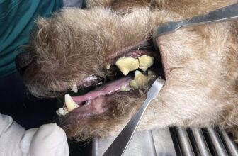 [🆕🇻🇳Hệ Thống Dịch Vụ Thú Y – AUDI PET.com 🐶🦜 Top1Pets 🐱🐠  Ba mẹ quan tâm răng miệng của các bé nhé. Khi các bé gặp phải 1 trong các vấn đề: hôi miệng, răng vàng, mảng bám, cao răng, ăn uống khó khăn,… thì nên cho , shares-1✔️ , likes-11❤️️ , date-2025-06-08 17:56:35🐶🐱🇻🇳🇻🇳🇻🇳📰🆕