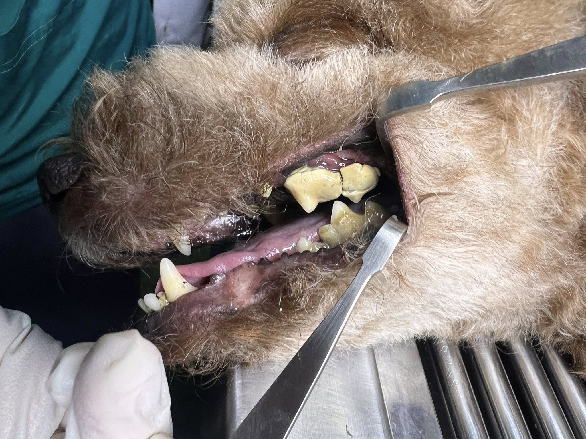 [🆕🇻🇳Hệ Thống Dịch Vụ Thú Y – AUDI PET.com 🐶🦜 Top1Pets 🐱🐠  Ba mẹ quan tâm răng miệng của các bé nhé. Khi các bé gặp phải 1 trong các vấn đề: hôi miệng, răng vàng, mảng bám, cao răng, ăn uống khó khăn,… thì nên cho , shares-1✔️ , likes-11❤️️ , date-2025-06-08 17:56:35🐶🐱🇻🇳🇻🇳🇻🇳📰🆕