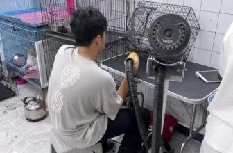 [🆕🇻🇳] Pumami Pet Shop – Cửa Hàng Chăm Sóc Thú Cưng 🐶🦜 Top1Pets 🐱🐠  Đầu tuần chăm chỉ
Quý khách đặt lịch trước cho các bé để khi các bé qua shop không phải đợi lâu ạ.
Các bé ở xa Quý Khách không tiện chở bé qua shop,bên , shares-0✔️ , likes-10❤️️ , date-2025-06-18 03:25:01🐶🐱🇻🇳🇻🇳🇻🇳📰🆕