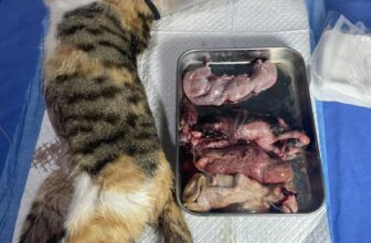 [🆕🇻🇳] Phòng khám Thú y NAN PET  🐶🦜 Top1Pets 🐱🐠 Không phải cứ mèo ta là đẻ thường được đâu ạ. Mọi người không nên chủ quan.
Em mèo bầu 3 bé thì 3 bé đều đã chết lưu và đang trong tình trạng phân huỷ. Mè , shares-0✔️ , likes-7❤️️ , date-2025-06-23 04:35:04🐶🐱🇻🇳🇻🇳🇻🇳📰🆕