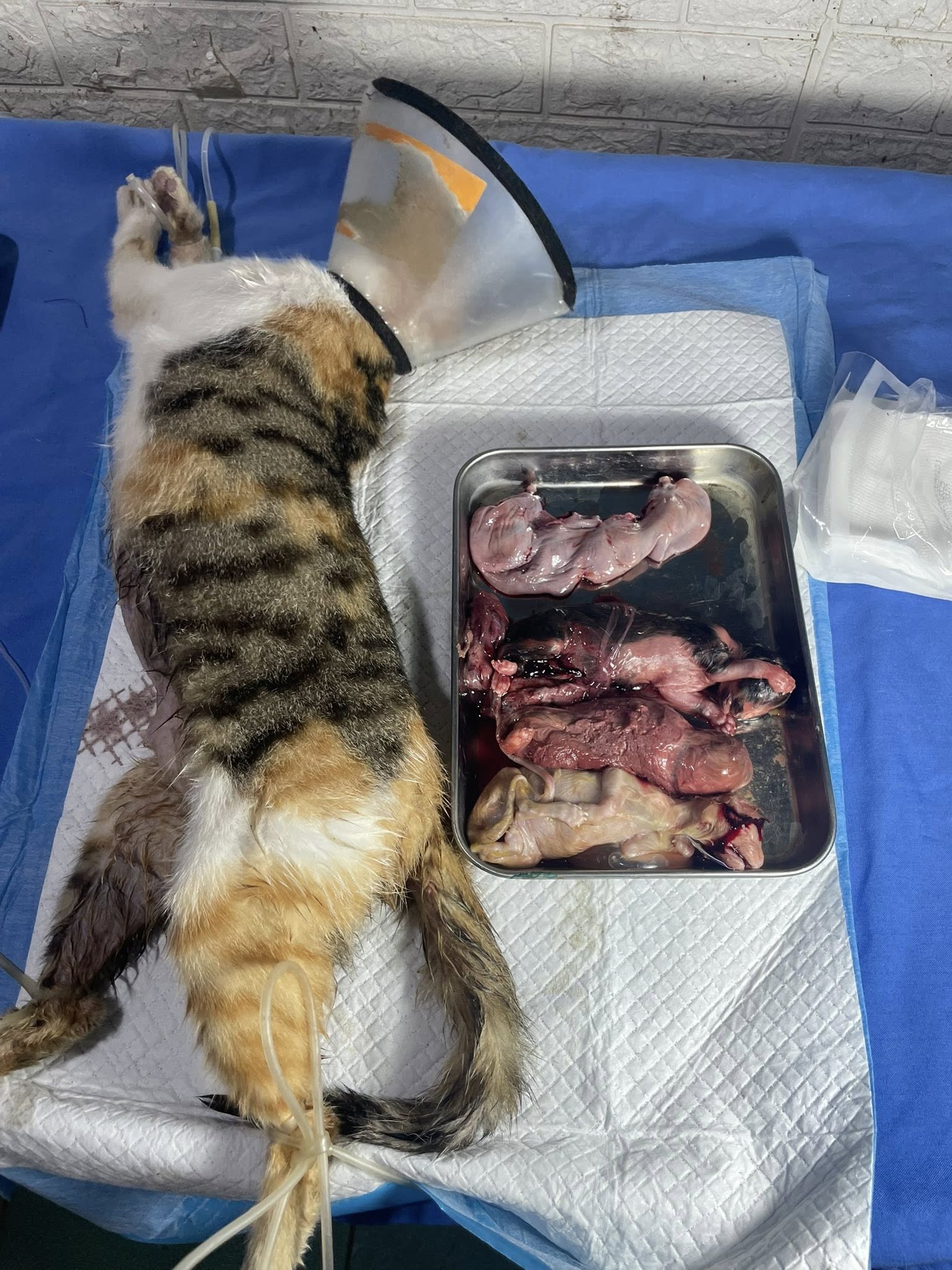 [🆕🇻🇳] Phòng khám Thú y NAN PET  🐶🦜 Top1Pets 🐱🐠 Không phải cứ mèo ta là đẻ thường được đâu ạ. Mọi người không nên chủ quan.
Em mèo bầu 3 bé thì 3 bé đều đã chết lưu và đang trong tình trạng phân huỷ. Mè , shares-0✔️ , likes-7❤️️ , date-2025-06-23 04:35:04🐶🐱🇻🇳🇻🇳🇻🇳📰🆕