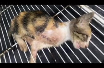 [🆕🇻🇳] Phòng Khám Thú Y HELLO PET – Việt Yên 🐶🦜 Top1Pets 🐱🐠 Bé đến phòng khám với tình trạng rất yếu và bắt buộc phải cắt bỏ đi 1 chân .Đáp lại sự nỗ lực cứu chữa từ các bác sĩ tại phòng khám là sự nghị lực của bé m , shares-0✔️ , likes-9❤️️ , date-2025-06-27 23:47:49🐶🐱🇻🇳🇻🇳🇻🇳📰🆕