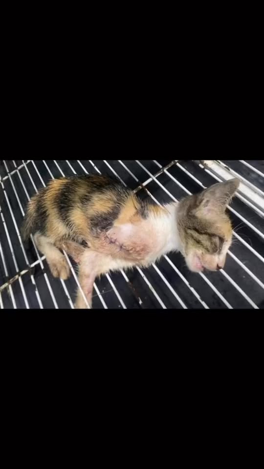 [🆕🇻🇳] Bệnh viện thú y Pet Home 🐶🦜 Top1Pets 🐱🐠 Hàng order và hàng nhận được
, shares-0✔️ , likes-2❤️️ , date-2025-06-27 23:43:09🐶🐱🇻🇳🇻🇳🇻🇳📰🆕