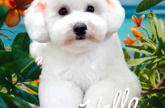 [🆕🇻🇳] Oscar Pet – Làm đẹp thú cưng – Grooming Spa & Hotel 🐶🦜 Top1Pets 🐱🐠 Tháng mới Oscar Pétshop kính chúc quý khách yêu:
Luôn Mạnh Khoẻ – Luôn Vui Vẻ – Hạnh Phúc và Thành Công.Oscar Petshop
Spa – Hotel For Pet
Làm Đẹp Thú  , shares-3✔️ , likes-258❤️️ , date-2025-07-01 21:11:53🐶🐱🇻🇳🇻🇳🇻🇳📰🆕
