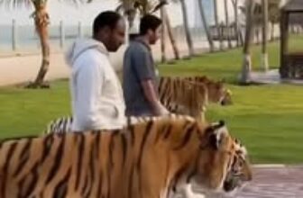 [🆕🇻🇳] THỜI TRANG TRẺ EM – Chuyên cung cấp thời trang trẻ em từ 2 nguồn: Việt Nam & Quảng Châu 🧑‍🧒❤️️👶⭐️  , shares-0✔️ , likes-0❤️️ , date-2025-07-07 09:44:33🇻🇳🇻🇳🇻🇳📰🆕