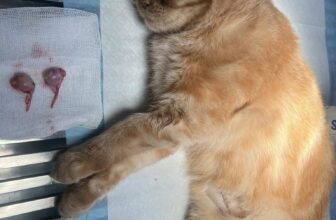 [🆕🇻🇳] Phòng Khám Thú Y S-Pet 🐶🦜 Top1Pets 🐱🐠 𝐋𝐨̛̣𝐢 𝐢́𝐜𝐡 𝐜𝐮̉𝐚 𝐭𝐫𝐢𝐞̣̂𝐭 𝐬𝐚̉𝐧 𝐜𝐡𝐨 𝐓𝐡𝐮́ 𝐜𝐮̛𝐧𝐠
Nâng cao sức khỏe, tuổi thọ cho thú cưng
Thú cưng trở nên thân thiện, gần gũi hơn
Giảm thiểu các chi phí của , shares-0✔️ , likes-191❤️️ , date-2025-07-17 00:09:33🐶🐱🇻🇳🇻🇳🇻🇳📰🆕