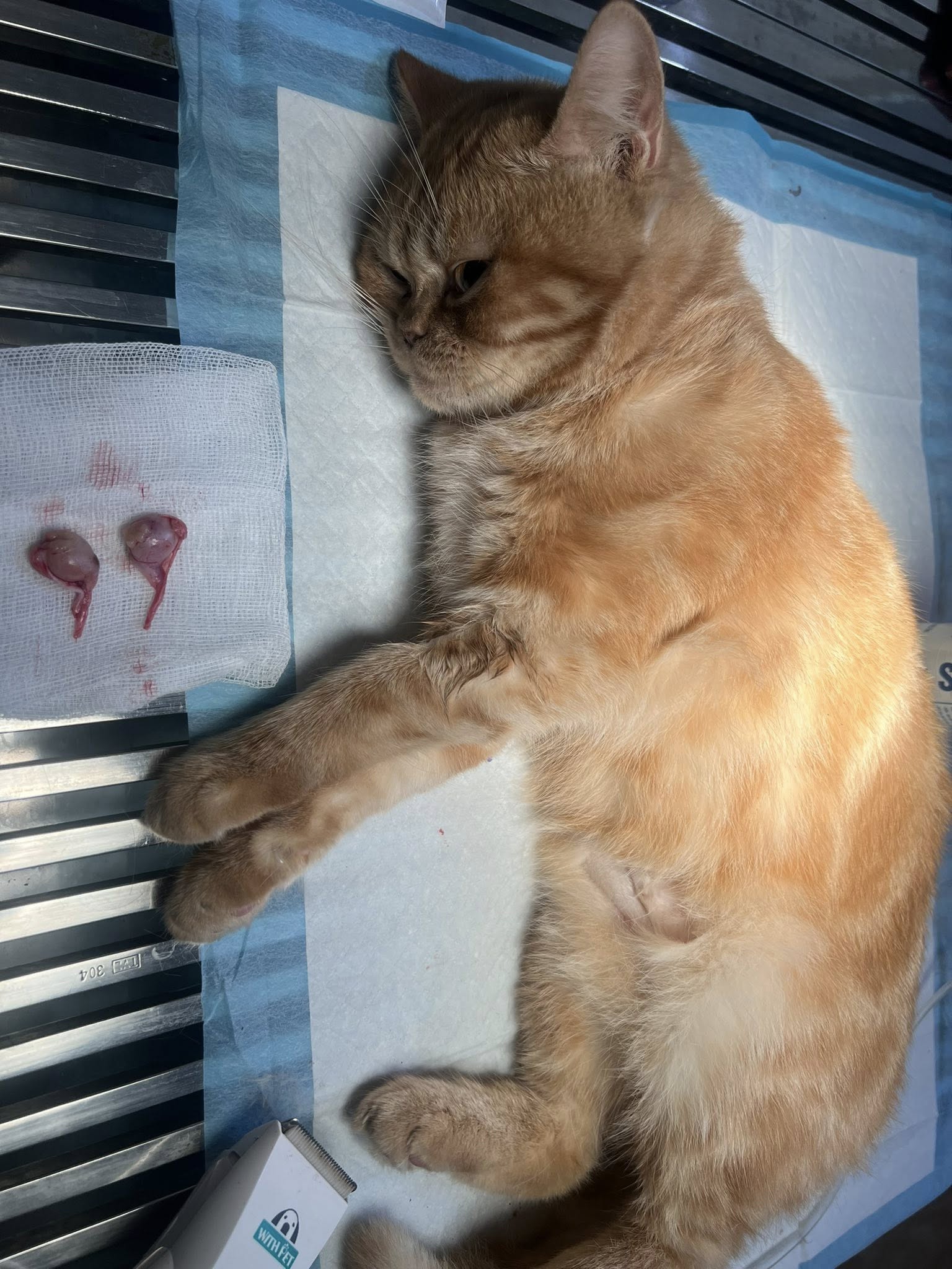 [🆕🇻🇳] Cát Vệ Sinh Cho Mèo 🐶🦜 Top1Pets 🐱🐠 𝐊𝐡𝐮𝐲𝐞̂́𝐧 𝐌𝐚̃𝐢 𝐂𝐚́𝐭 𝐌𝐞̀𝐨 𝐂𝐮̛̣𝐜 𝐒𝐨̂́𝐜 – 𝐂𝐡𝐢̉ 𝟐59𝐊/𝐓𝐚̉𝐢 tặng ngay 1 chai sữa tắm dorrikey trị giá 40k.
CÁT NHẬT ĐEN VỆ SINH CHO MÈO CÓ ƯU ĐIỂM GÌ?
– Thấm hút , shares-0✔️ , likes-2❤️️ , date-2025-07-16 18:50:17🐶🐱🇻🇳🇻🇳🇻🇳📰🆕