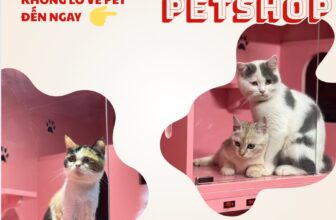 [🆕🇻🇳] 29K1 Pet Shop – Thức ăn, phụ kiện, spa và khách sạn thú cưng 🐶🦜 Top1Pets 🐱🐠  HÈ ĐẾN, AN TÂM DU LỊCH CÙNG 29K1-PETSHOPChuyến du lịch mùa hè đã đến gần, lo lắng khi để các boss ở nhà một mình ?!  Hãy để #29K1PETSHOP chăm sóc boss  , shares-0✔️ , likes-4❤️️ , date-2025-07-17 18:45:36🐶🐱🇻🇳🇻🇳🇻🇳📰🆕