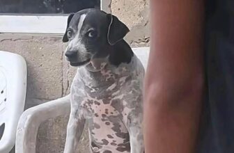 [🆕🇻🇳] Paws’ Smile – Pet Salon Đà Nẵng 🐶🦜 Top1Pets 🐱🐠 Chủ nhà: vào đi nó không cắn đâu
Nó: vào đây—————————————–
Paws’ Smile – Pet Salon Đà Nẵng
~~ 𝑪𝒉𝒊̉𝒏 𝑪𝒉𝒖 – 𝑪𝒉𝒂̂́𝒕 𝑳𝒖̛𝒐̛̣𝒏𝒈 – 𝑪 , shares-0✔️ , likes-2❤️️ , date-2025-07-22 15:08:13🐶🐱🇻🇳🇻🇳🇻🇳📰🆕