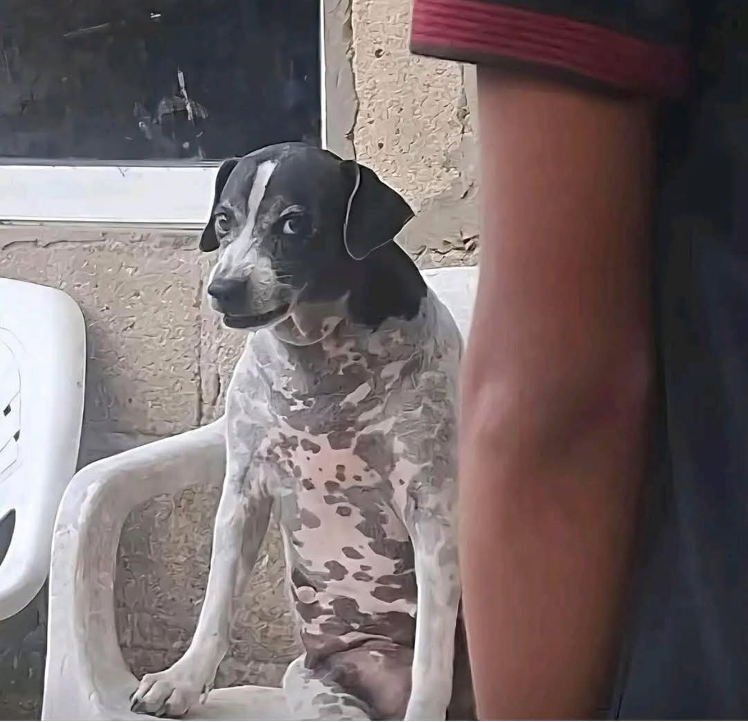 [🆕🇻🇳] Paws’ Smile – Pet Salon Đà Nẵng 🐶🦜 Top1Pets 🐱🐠 Chủ nhà: vào đi nó không cắn đâu
Nó: vào đây—————————————–
Paws’ Smile – Pet Salon Đà Nẵng
~~ 𝑪𝒉𝒊̉𝒏 𝑪𝒉𝒖 – 𝑪𝒉𝒂̂́𝒕 𝑳𝒖̛𝒐̛̣𝒏𝒈 – 𝑪 , shares-0✔️ , likes-2❤️️ , date-2025-07-22 15:08:13🐶🐱🇻🇳🇻🇳🇻🇳📰🆕