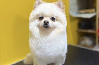 [🆕🇻🇳] Cường HT Pets Spa – Cắt Tỉa Làm Đẹp Thú Cưng 🐶🦜 Top1Pets 🐱🐠 Quá chờn xinh trai luôn
Khách cần tắm vệ sinh, cắt tỉa chó các bé thì ib ngay Cường nhé
Zalo 0393936620
, shares-0✔️ , likes-1❤️️ , date-2025-07-23 03:18:48🐶🐱🇻🇳🇻🇳🇻🇳📰🆕