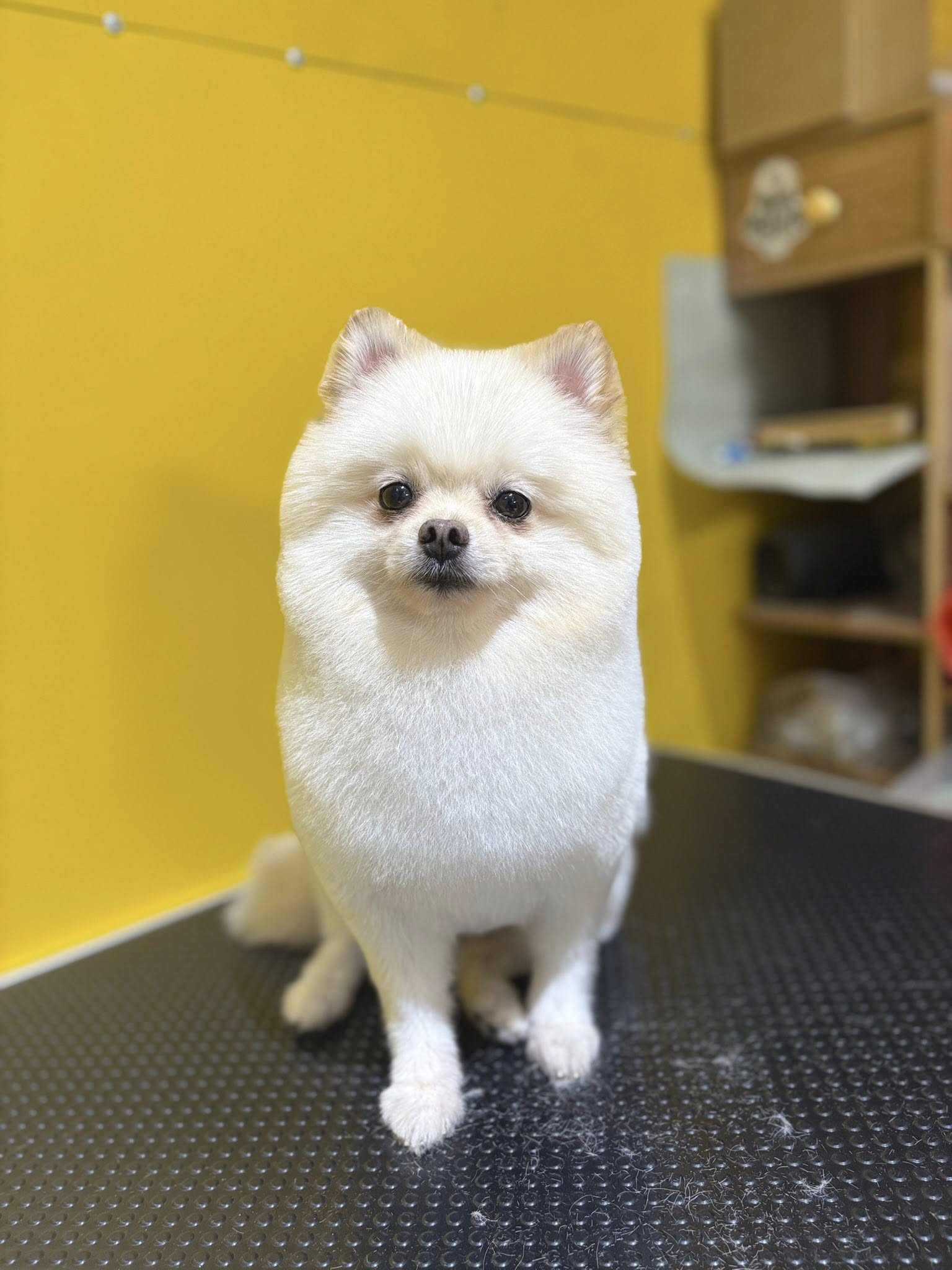 [🆕🇻🇳] Loppy Pet’s Home 🐶🦜 Top1Pets 🐱🐠 Đã tìm ra lí do ế khách
không phải họ Quý
, shares-1✔️ , likes-4❤️️ , date-2025-07-23 03:07:12🐶🐱🇻🇳🇻🇳🇻🇳📰🆕