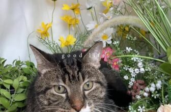 [🆕🇻🇳] JOLLY PET 🐶🦜 Top1Pets 🐱🐠 #MintTea #JollyPet #petshop #petcare #pet #pethotel #PetGrooming #cat , shares-0✔️ , likes-3❤️️ , date-2025-08-03 17:00:56🐶🐱🇻🇳🇻🇳🇻🇳📰🆕