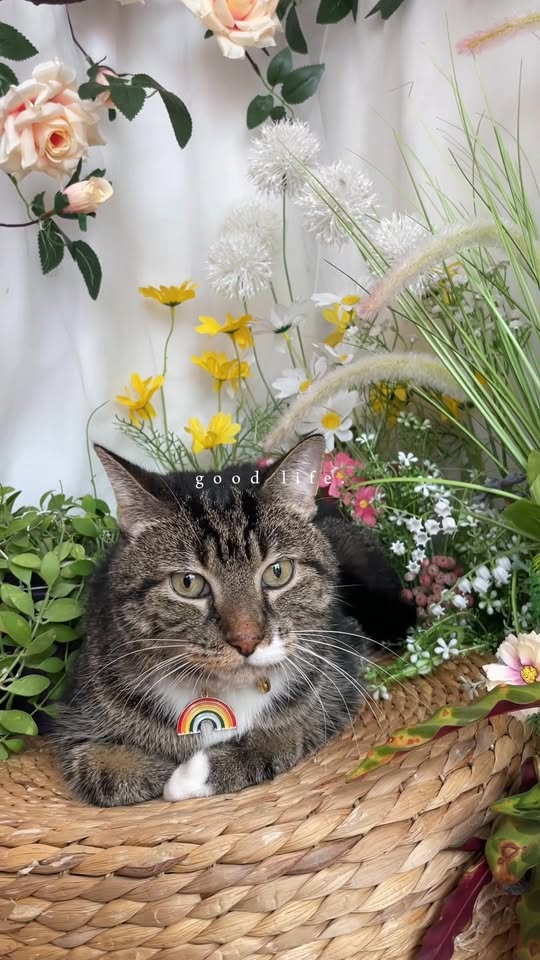 [🆕🇻🇳] Samii Petshop – Tiệm làm đẹp thú cưng 🐶🦜 Top1Pets 🐱🐠 Ca cuối chủ nhật
——————————-
Samii Petshop các có dịch vụ:
Pet shop (thức ăn, phụ kiện) .
Hotel (Khách sạn thú cưng) .
Spa (Tắm, c , shares-1✔️ , likes-2❤️️ , date-2025-08-04 04:08:35🐶🐱🇻🇳🇻🇳🇻🇳📰🆕