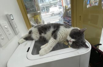 [🆕🇻🇳] Master Pet Grooming Spa & Hotel – Chăm sóc và làm đẹp cho thú cưng 🐶🦜 Top1Pets 🐱🐠 Tôi khi không còn lo cơm áo gạo tiền
, shares-0✔️ , likes-2❤️️ , date-2025-08-04 17:39:18🐶🐱🇻🇳🇻🇳🇻🇳📰🆕