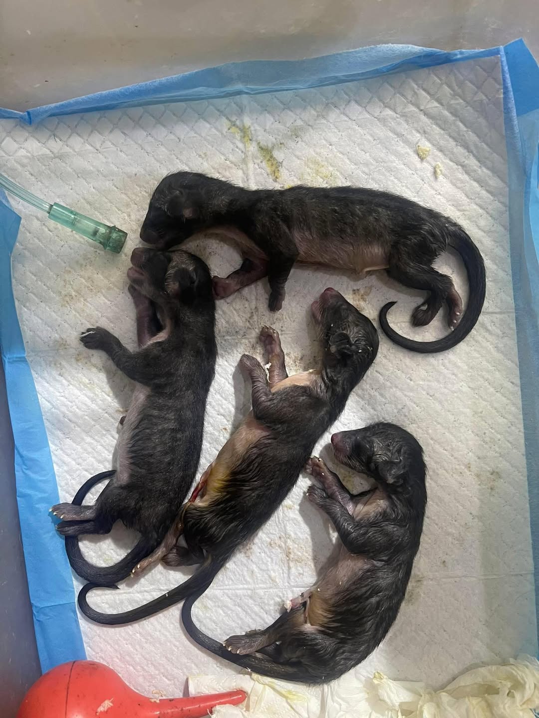 [🆕🇻🇳] Bệnh Viện Thú Y Tây Bắc 🐶🦜 Top1Pets 🐱🐠 Mổ đẻ cho CÀY HƯƠNG bị khó sinh, thai quá ngày….

Các dịch vụ của Bệnh viện thú y Tây Bắc:
khám – chữa – điều trị
siêu âm – xquang – xét nghiệm máu
phẫu  , shares-0✔️ , likes-5❤️️ , date-2025-08-06 16:28:03🐶🐱🇻🇳🇻🇳🇻🇳📰🆕