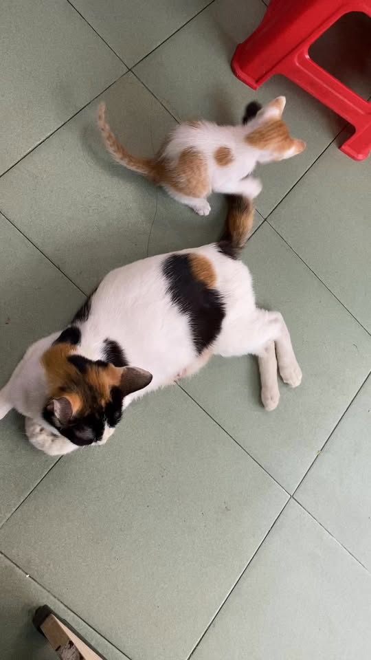 [🆕🇻🇳] Tiệm Chó Mèo An Yên 🐶🦜 Top1Pets 🐱🐠 Con cái chỉ là sự cố thôi , shares-0✔️ , likes-2❤️️ , date-2025-08-09 02:09:15🐶🐱🇻🇳🇻🇳🇻🇳📰🆕