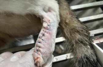 [🆕🇻🇳] Dịch Vụ Thú Y Tại Nhà Huế 🐶🦜 Top1Pets 🐱🐠 Xử lý vết thương ở chân  cho bạn Min____________________________
DỊCH VỤ THÚ Y TẠI NHÀ HUẾ
Tận Tâm – Uy Tín – Nhiệt Tình
Giờ làm việc:
Tất cả cá , shares-0✔️ , likes-1❤️️ , date-2025-08-13 01:33:06🐶🐱🇻🇳🇻🇳🇻🇳📰🆕