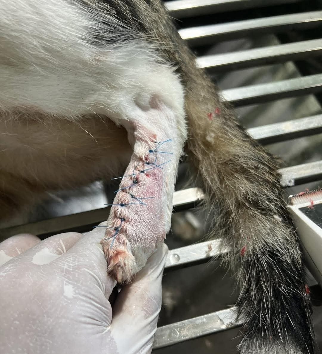 [🆕🇻🇳] Phòng Khám Thú Y Sky Pet 🐶🦜 Top1Pets 🐱🐠 Tỉnh mê là thấy bị thiếu 2 trái cà ạ
, shares-0✔️ , likes-3❤️️ , date-2025-08-13 03:27:31🐶🐱🇻🇳🇻🇳🇻🇳📰🆕