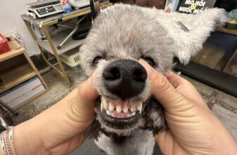 [🆕🇻🇳] Lanlan Pet- Pets Teach Peace Happiness (Biệt Thự 38 – Lô N.09, Khu Đô Thị Sài Đồng, Long Biên, Hà Nội) 🐶🦜 Top1Pets 🐱🐠  MỪNG SINH NHẬT LANLAN PET LONG BIÊN
Từ 10/8 – 29/8, tất cả thú cưng sử dụng dịch vụ Spa & Hotel tại LanLan Pet Long Biên sẽ được MIỄN PHÍ vệ sinh răng mi , shares-0✔️ , likes-0❤️️ , date-2025-08-10 03:46:43🐶🐱🇻🇳🇻🇳🇻🇳📰🆕