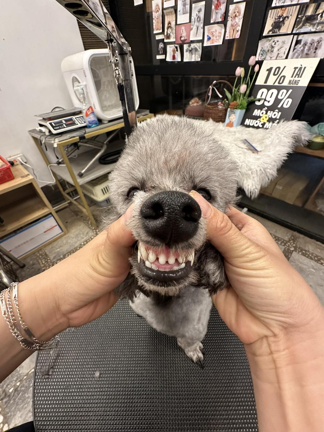 [🆕🇻🇳] Lanlan Pet- Pets Teach Peace Happiness (Biệt Thự 38 – Lô N.09, Khu Đô Thị Sài Đồng, Long Biên, Hà Nội) 🐶🦜 Top1Pets 🐱🐠  MỪNG SINH NHẬT LANLAN PET LONG BIÊN
Từ 10/8 – 29/8, tất cả thú cưng sử dụng dịch vụ Spa & Hotel tại LanLan Pet Long Biên sẽ được MIỄN PHÍ vệ sinh răng mi , shares-0✔️ , likes-0❤️️ , date-2025-08-10 03:46:43🐶🐱🇻🇳🇻🇳🇻🇳📰🆕