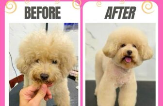 [🆕🇻🇳] Xuka Pet – Tiệm Làm Đẹp Thú Cưng 🐶🦜 Top1Pets 🐱🐠  “Thơm tho – gọn gàng – xinh lung linh ”
Đưa boss đến Xuka Pet, bé nào cũng biến hình thành soái ca, tiểu thư ngay!
————————————– , shares-0✔️ , likes-5❤️️ , date-2025-08-16 19:11:03🐶🐱🇻🇳🇻🇳🇻🇳📰🆕