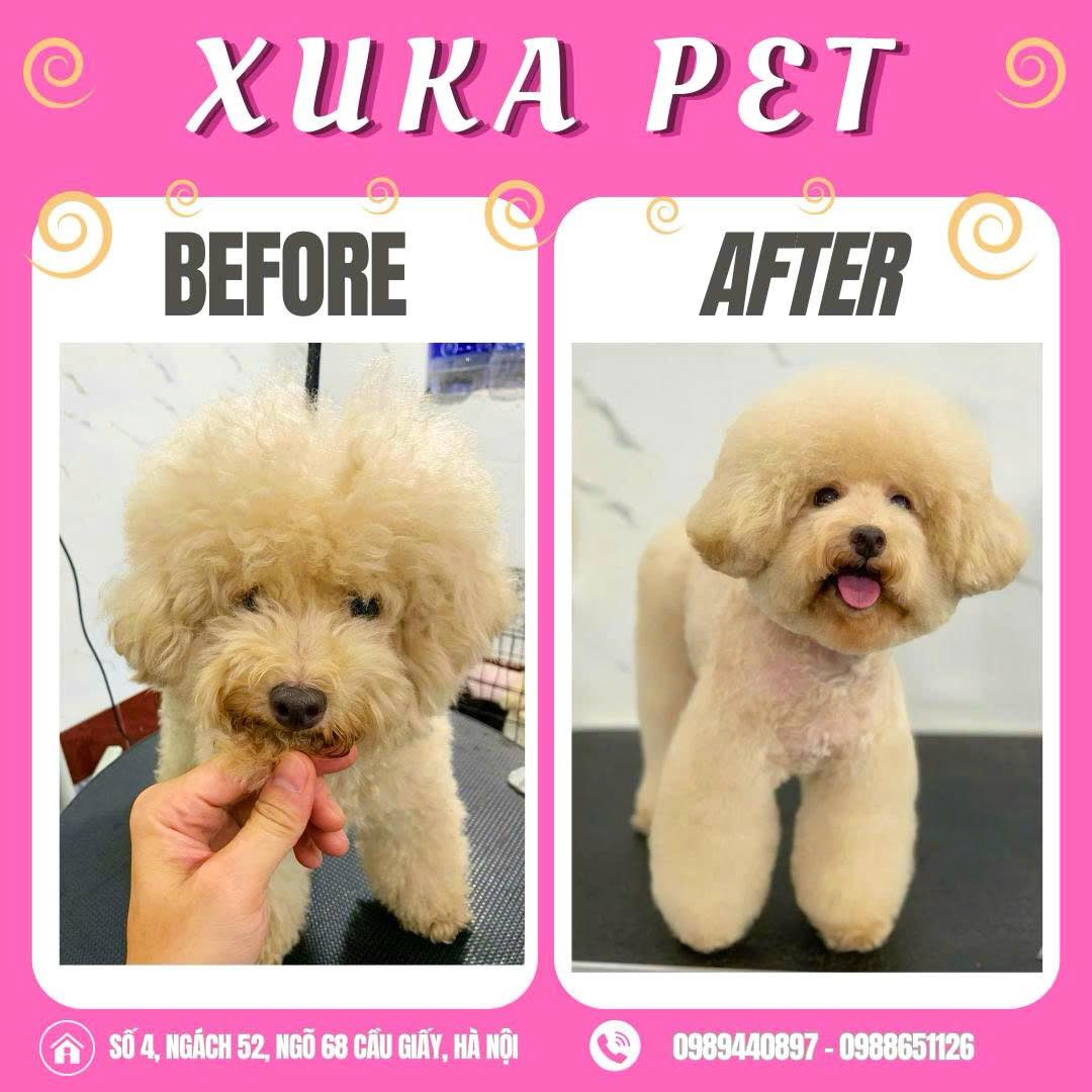 [🆕🇻🇳] Xuka Pet – Tiệm Làm Đẹp Thú Cưng 🐶🦜 Top1Pets 🐱🐠  “Thơm tho – gọn gàng – xinh lung linh ”
Đưa boss đến Xuka Pet, bé nào cũng biến hình thành soái ca, tiểu thư ngay!
————————————– , shares-0✔️ , likes-5❤️️ , date-2025-08-16 19:11:03🐶🐱🇻🇳🇻🇳🇻🇳📰🆕