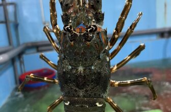 [🆕🇻🇳] TÔM HÙM KHÁNH HOÀ – Chuyên sỉ lẻ, tôm hùm sống, tôm hùm ngộp, tôm hùm cấp đông, số lượng lớn 🍔 Top1Food  🍜  Tôm Hùm Xanh Sống.
Chuyên cung cấp Sỉ, Lẻ Tôm Hùm,  Nhà hàng hải sản, Vựa Hải sản  Tiệc cưới, khách tour, Khách Đoàn
Giá Tại Bè, Giá Tại Hồ    #Giá_6xx  , shares-2✔️ , likes-33❤️️ , date-2025-08-22 17:25:47🇻🇳🇻🇳🇻🇳📰🆕