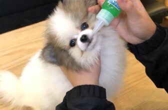 [🆕🇻🇳] Hello Petshop – Thức ăn & Phụ kiện thú cưng 🐶🦜 Top1Pets 🐱🐠 Ngoan xinh yêu oánh răng hoy nào
—-
Gel răng miệng #tropiclean – Khử mùi hôi miệng, giảm cao răng ố vàng
, shares-0✔️ , likes-4❤️️ , date-2025-08-23 02:00:12🐶🐱🇻🇳🇻🇳🇻🇳📰🆕