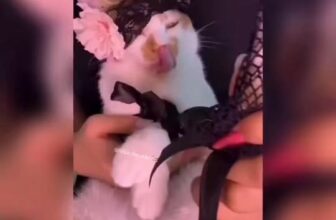 [🆕🇻🇳] Nhà Sen – Thực Phẩm Thú Cưng 🐶🦜 Top1Pets 🐱🐠 Chú ý nội dung dành cho trên 18+   #xuhuongreels  #yeumeo #Nhasen , shares-0✔️ , likes-4❤️️ , date-2025-08-27 04:49:14🐶🐱🇻🇳🇻🇳🇻🇳📰🆕