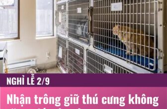 [🆕🇻🇳] Bệnh Viện Thú Y Vetcenter – Hà Nội 🐶🦜 Top1Pets 🐱🐠  LỄ 2/9 SẮP TỚI – ĐI CHƠI, VỀ QUÊ BOSS Ở ĐÂU?
Đừng lo, đã có Khách sạn Thú cưng Vetcenter – nơi boss được chăm sóc như trọn vẹn!Bảng giá nghỉ dưỡng si , shares-0✔️ , likes-11❤️️ , date-2025-08-29 16:49:17🐶🐱🇻🇳🇻🇳🇻🇳📰🆕