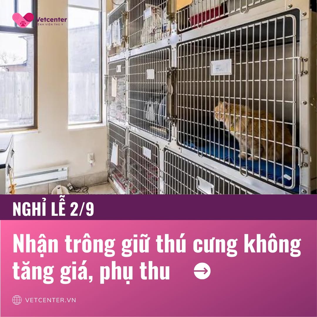 [🆕🇻🇳] Bệnh Viện Thú Y Vetcenter – Hà Nội 🐶🦜 Top1Pets 🐱🐠  LỄ 2/9 SẮP TỚI – ĐI CHƠI, VỀ QUÊ BOSS Ở ĐÂU?
Đừng lo, đã có Khách sạn Thú cưng Vetcenter – nơi boss được chăm sóc như trọn vẹn!Bảng giá nghỉ dưỡng si , shares-0✔️ , likes-11❤️️ , date-2025-08-29 16:49:17🐶🐱🇻🇳🇻🇳🇻🇳📰🆕