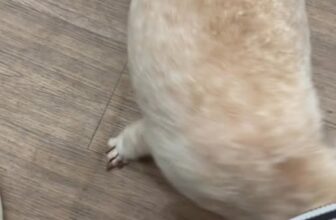 [🆕🇻🇳] Tít Pet Shop – Spa & Hotel Thú Cưng 🐶🦜 Top1Pets 🐱🐠 Tình yêu thương tạo nên sự tin tưởng  , shares-0✔️ , likes-4❤️️ , date-2025-08-30 03:05:42🐶🐱🇻🇳🇻🇳🇻🇳📰🆕