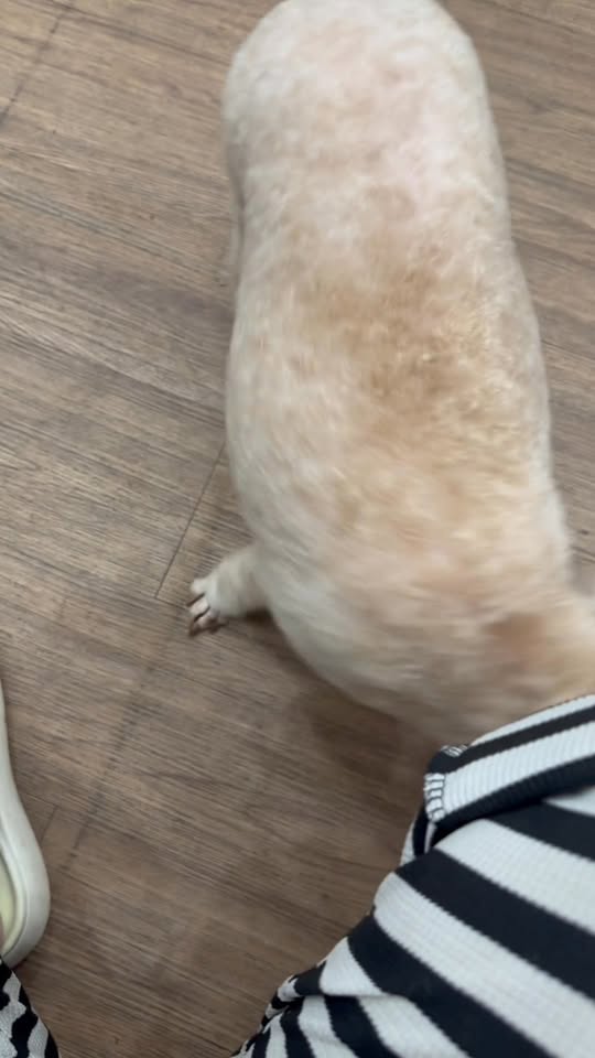 [🆕🇻🇳] Tít Pet Shop – Spa & Hotel Thú Cưng 🐶🦜 Top1Pets 🐱🐠 Tình yêu thương tạo nên sự tin tưởng  , shares-0✔️ , likes-4❤️️ , date-2025-08-30 03:05:42🐶🐱🇻🇳🇻🇳🇻🇳📰🆕