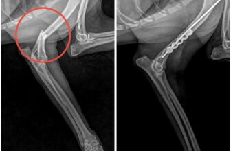 [🆕🇻🇳] Phòng Khám Thú Y Dr. VET – BÌNH CHÁNH 🐶🦜 Top1Pets 🐱🐠 Phẫu thuật gãy xương Humerus chân trước ở chó
———————–
𝐏𝐇𝐎̀𝐍𝐆 𝐊𝐇𝐀́𝐌 𝐓𝐇𝐔́ 𝐘 𝐃𝐑.𝐕𝐄𝐓
Địa chỉ: 1391 Quốc Lộ 50- Phong Phú- Bình Chánh- Hồ Chí M , shares-0✔️ , likes-12❤️️ , date-2025-09-03 00:10:37🐶🐱🇻🇳🇻🇳🇻🇳📰🆕