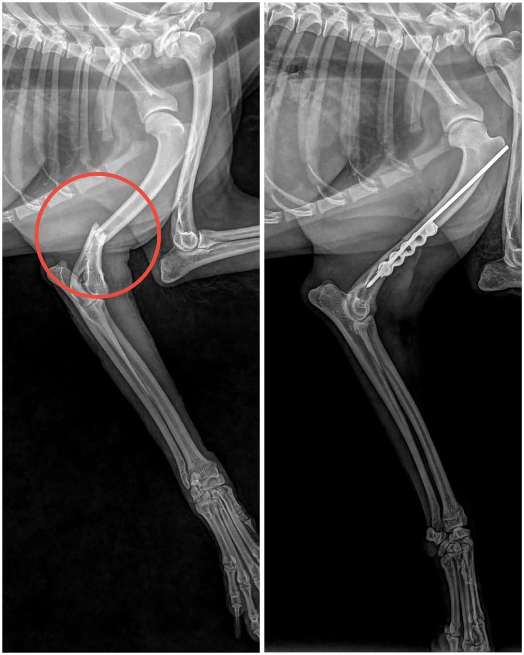 [🆕🇻🇳] Phòng Khám Thú Y Dr. VET – BÌNH CHÁNH 🐶🦜 Top1Pets 🐱🐠 Phẫu thuật gãy xương Humerus chân trước ở chó
———————–
𝐏𝐇𝐎̀𝐍𝐆 𝐊𝐇𝐀́𝐌 𝐓𝐇𝐔́ 𝐘 𝐃𝐑.𝐕𝐄𝐓
Địa chỉ: 1391 Quốc Lộ 50- Phong Phú- Bình Chánh- Hồ Chí M , shares-0✔️ , likes-12❤️️ , date-2025-09-03 00:10:37🐶🐱🇻🇳🇻🇳🇻🇳📰🆕