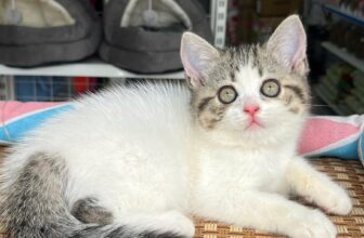 [🆕🇻🇳] SamSam Pet Shop 🐶🦜 Top1Pets 🐱🐠 Em miu xinh tại shop
, shares-0✔️ , likes-4❤️️ , date-2025-09-05 16:42:11🐶🐱🇻🇳🇻🇳🇻🇳📰🆕