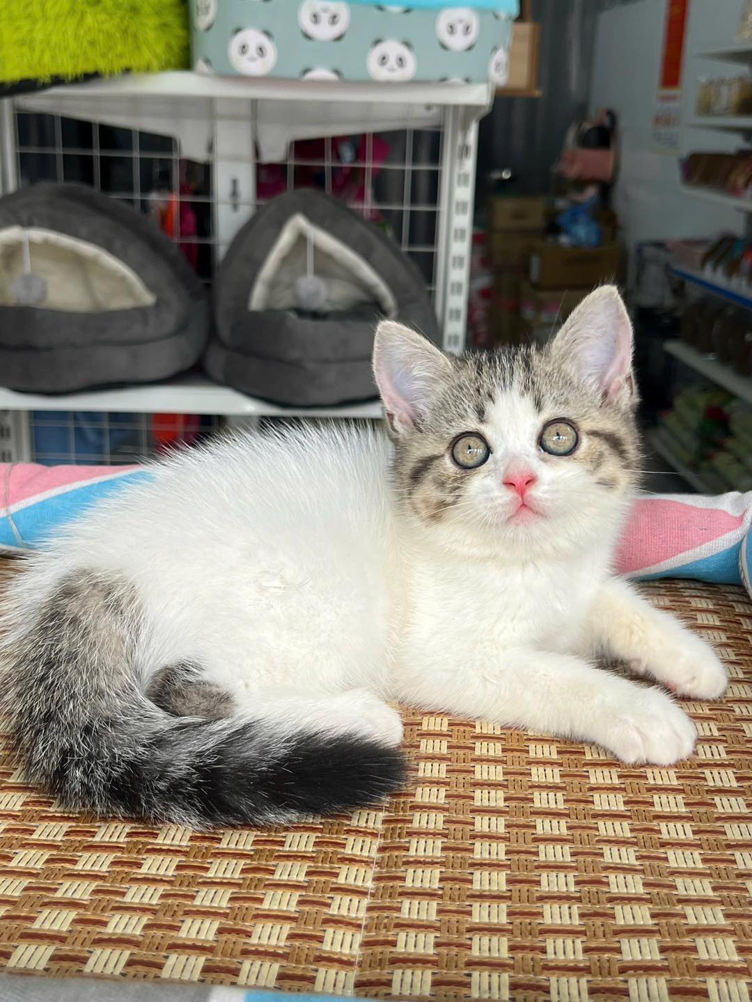 [🆕🇻🇳] Mercy – Petshop & Grooming Spa For Pet 🐶🦜 Top1Pets 🐱🐠  𝐁𝐨̛ 𝐢𝐮 – 𝐁𝐚𝐜𝐤 𝐠𝐫𝐨𝐮𝐧𝐝 𝐧𝐚̀𝐨 𝐜𝐮̃𝐧𝐠 𝐱𝐢𝐧𝐡 đ𝐞̣𝐩𝐊𝐡𝐨̂𝐧𝐠 𝐥𝐚̀𝐦 đ𝐚𝐮 𝐜𝐚́𝐜 𝐜𝐨𝐧 – 𝐊𝐡𝐨̂𝐧𝐠 𝐛𝐚̣𝐨 𝐥𝐮̛̣𝐜 𝐜𝐮̛𝐨̛̃𝐧𝐠 𝐞́𝐩 – 𝐊𝐡𝐨̂𝐧𝐠 𝐠𝐚̂𝐲 𝐒𝐭𝐫𝐞𝐬𝐬𝐐𝐮𝐲 𝐓𝐫𝐢̀𝐧𝐡 𝐓𝐚̆́𝐦 𝐓𝐢̉𝐚 𝐂𝐡𝐮𝐲𝐞̂ , shares-2✔️ , likes-7❤️️ , date-2025-09-05 17:15:47🐶🐱🇻🇳🇻🇳🇻🇳📰🆕